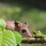 Pesando poucas gramas, os pequenos mamíferos não voadores presentes na floresta amazônica podem até passar despercebidos,