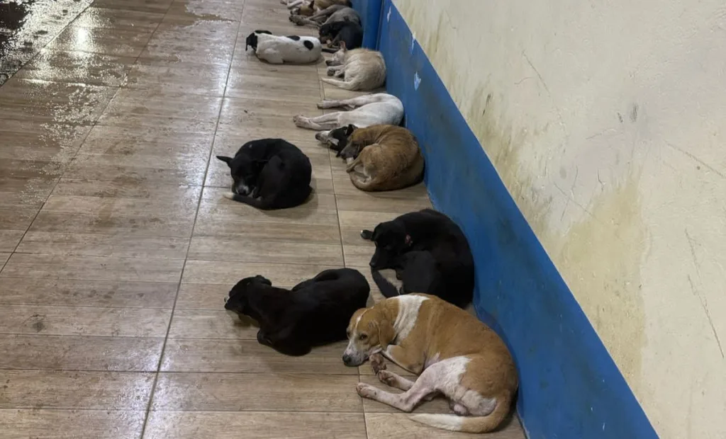 O Ministério Público do Estado do Pará (MPPA), por meio da Promotoria de Justiça de Igarapé-Miri, anunciou que está tomando todas as providências legais para investigar o envenenamento em massa de cães na vila Maiauatá O Ministério Público do Estado do Pará (MPPA), por meio da Promotoria de Justiça de Igarapé-Miri, anunciou que está tomando todas as providências legais para investigar o envenenamento em massa de cães na vila Maiauatá