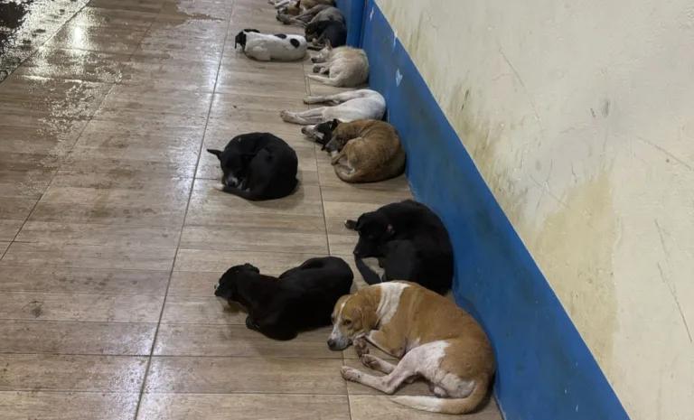 O Ministério Público do Estado do Pará (MPPA), por meio da Promotoria de Justiça de Igarapé-Miri, anunciou que está tomando todas as providências legais para investigar o envenenamento em massa de cães na vila Maiauatá