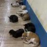 O Ministério Público do Estado do Pará (MPPA), por meio da Promotoria de Justiça de Igarapé-Miri, anunciou que está tomando todas as providências legais para investigar o envenenamento em massa de cães na vila Maiauatá
