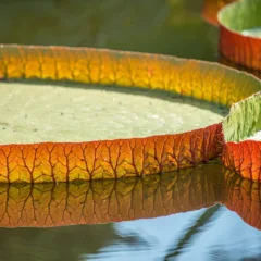 Gastronomia amazônica se prepara para encantar o mundo durante a COP30