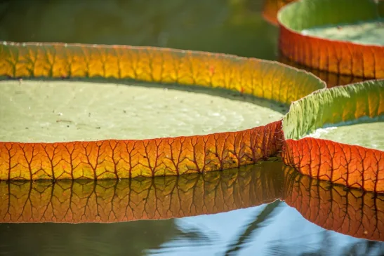 Gastronomia amazônica se prepara para encantar o mundo durante a COP30