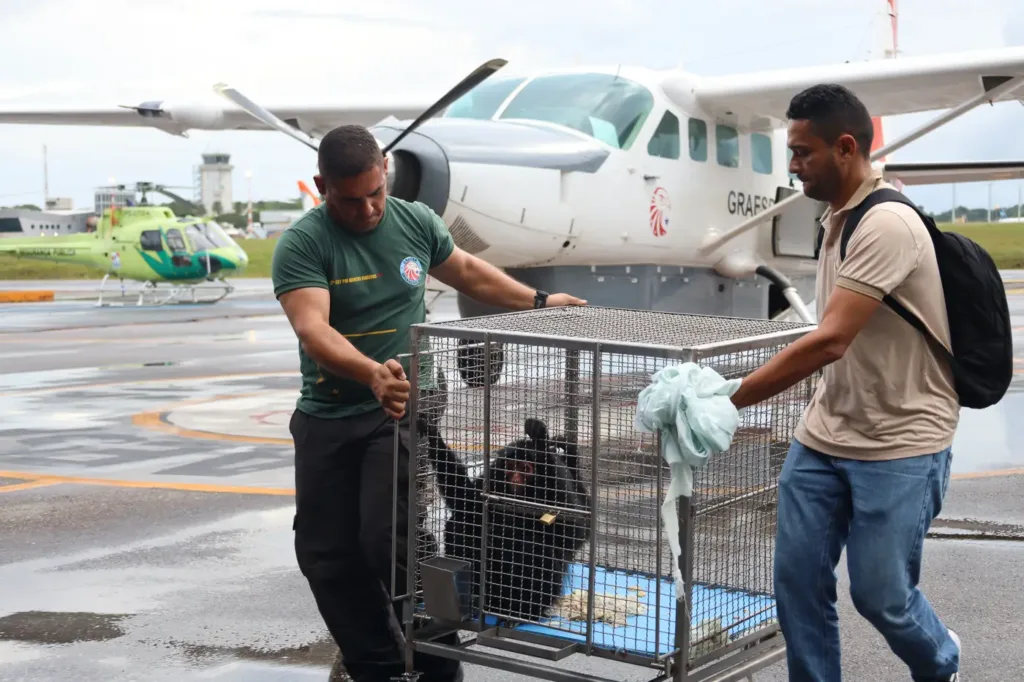Uma rede de instituições parceiras se mobilizou para o resgate do filhote de peixe-boi e da macaca da espécie Ateles Paniscus, a conhecida macaca-aranha

