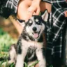Elas cuidam, alimentam, educam, protegem e demonstram afeto diariamente. Mesmo sem filhos humanos, muitas mulheres se reconhecem como mães de pets