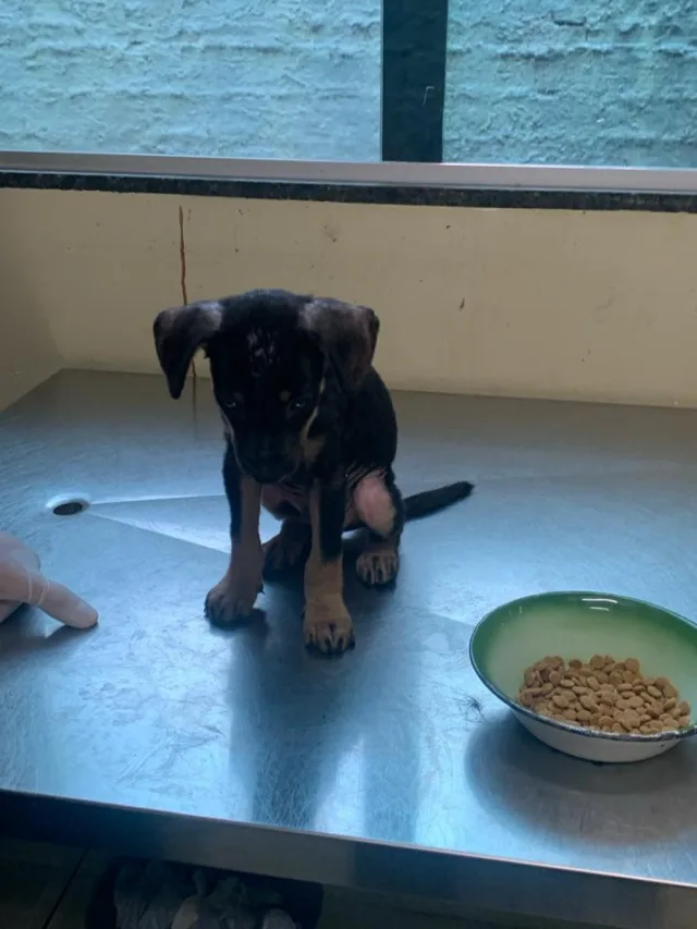 A Secretaria de Proteção e Defesa dos Animais (Sepda) e o Corpo de Bombeiros foram acionados para ajudar no resgate do cão
