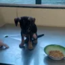 A Secretaria de Proteção e Defesa dos Animais (Sepda) e o Corpo de Bombeiros foram acionados para ajudar no resgate do cão