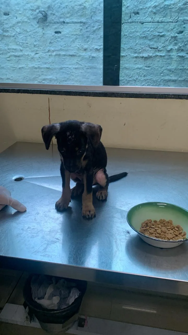 A Secretaria de Proteção e Defesa dos Animais (Sepda) e o Corpo de Bombeiros foram acionados para ajudar no resgate do cão