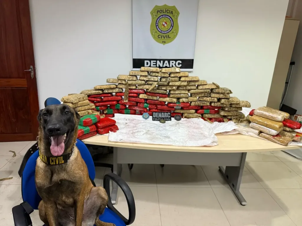 Uma operação da Polícia Civil do Pará resultou na apreensão de aproximadamente 180 quilos de drogas na comunidade de Ajarapema, zona rural de Cametá