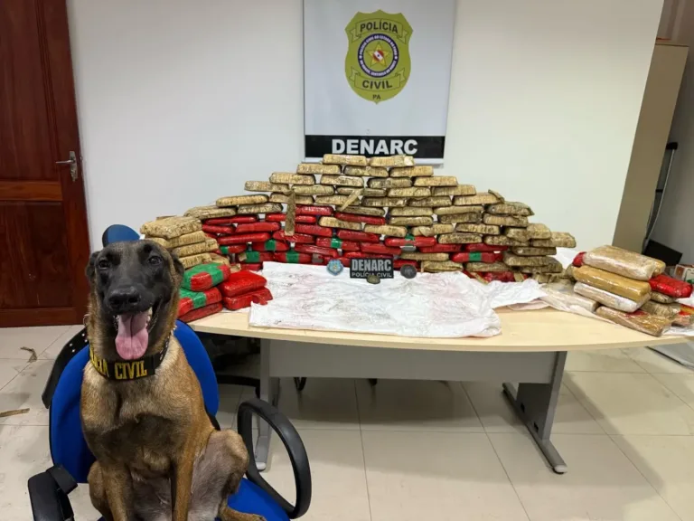 Uma operação da Polícia Civil do Pará resultou na apreensão de aproximadamente 180 quilos de drogas na comunidade de Ajarapema, zona rural de Cametá