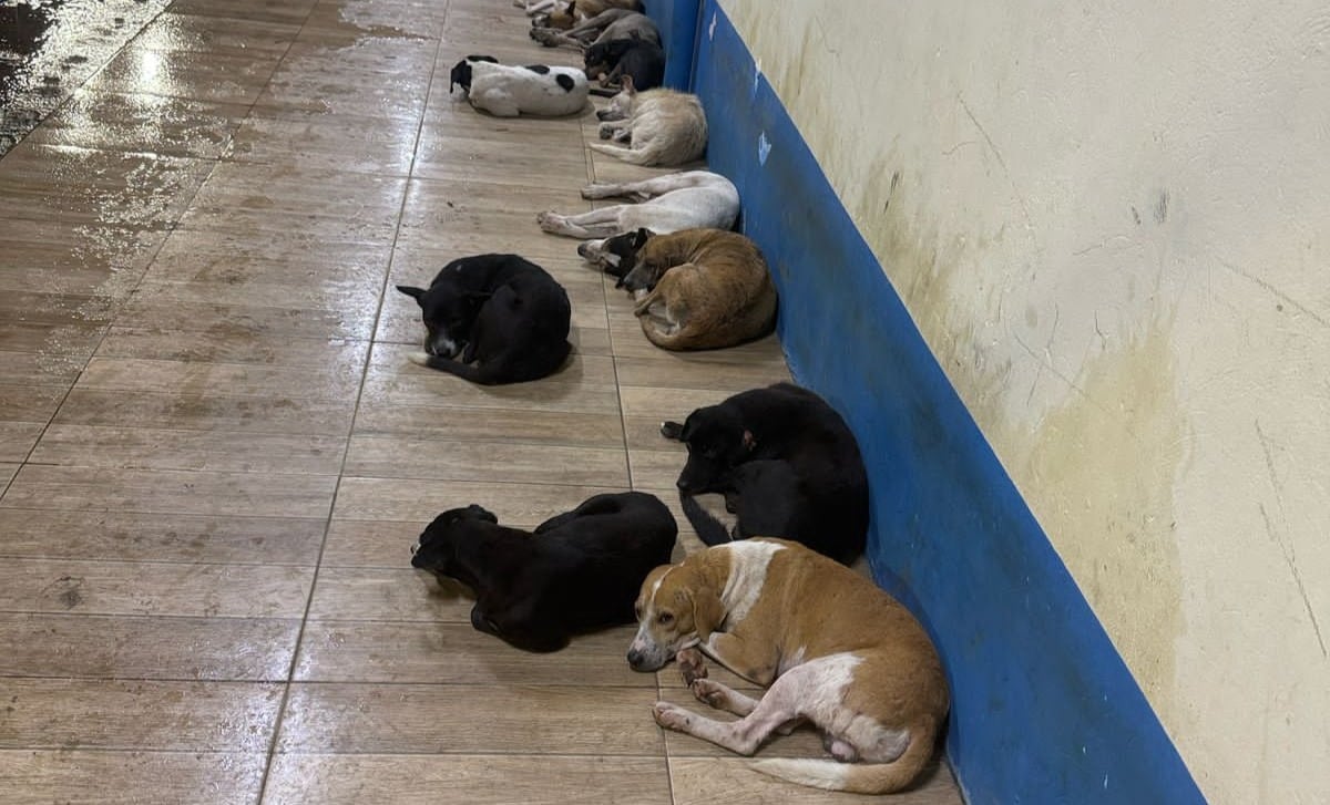 O Ministério Público do Estado do Pará (MPPA), por meio da Promotoria de Justiça de Igarapé-Miri, anunciou que está tomando todas as providências legais para investigar o envenenamento em massa de cães na vila Maiauatá