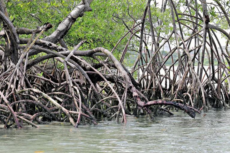 Pesquisa do projeto Mangues da Amazônia já finalizou grande parte da etapa de coleta de material desde fevereiro deste ano FOTO: MAURO ÂNGELO