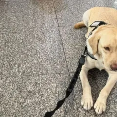 Treinador embarca com cão Teddy para Portugal, após disputa com companhia aérea