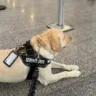 Tedy, cão de suporte emocional, estava no embarque do Aeroporto do Galeão