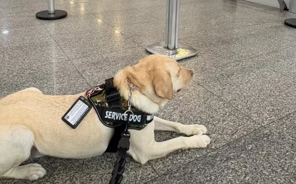 Tedy, cão de suporte emocional, estava no embarque do Aeroporto do Galeão