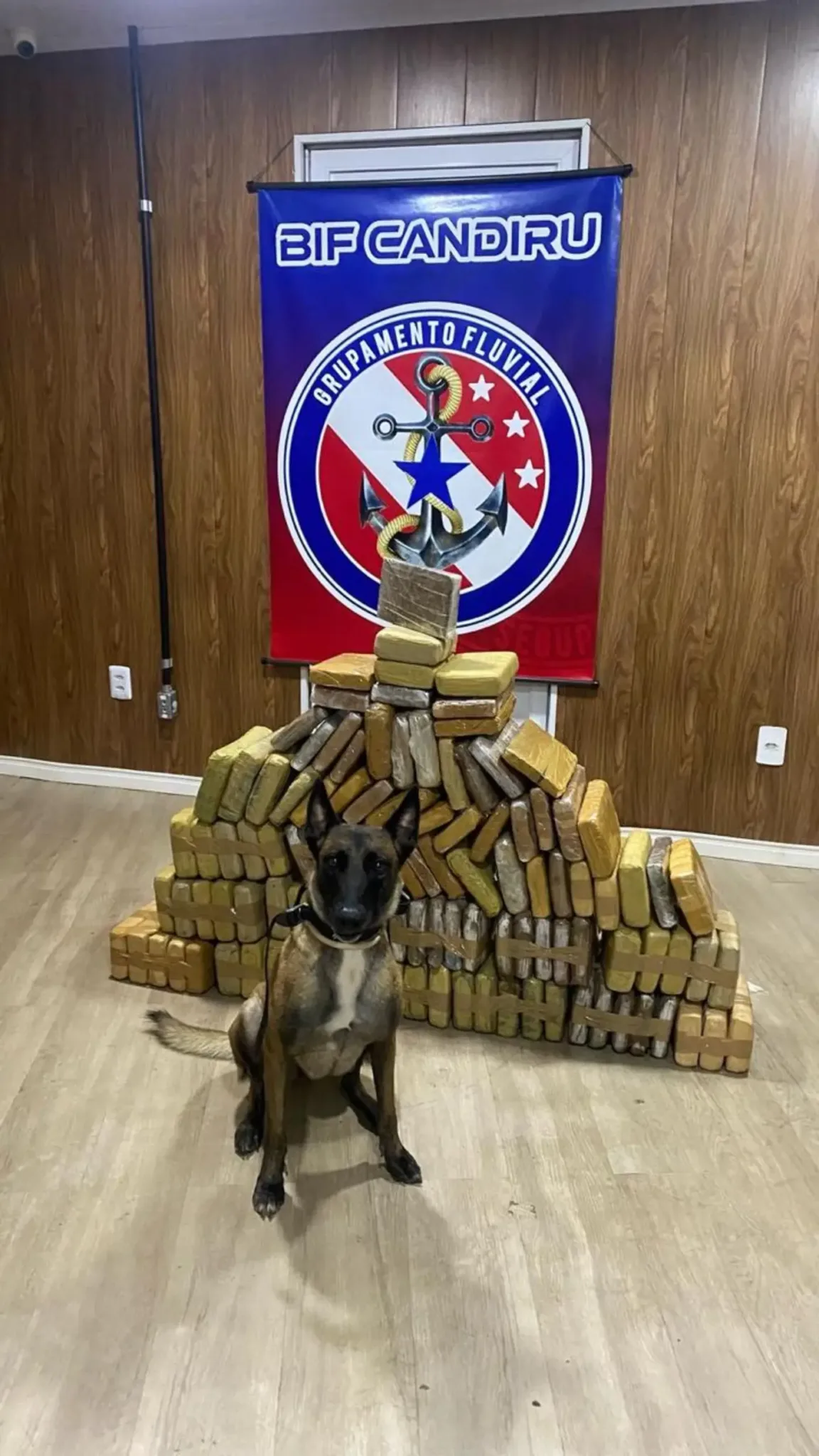 . Ísis, uma cadela da raça Pastor Belga Malinois, é hoje um dos maiores trunfos do 2º Batalhão de Missões Especiais (2º BME), em Santarém. . Ísis, uma cadela da raça Pastor Belga Malinois, é hoje um dos maiores trunfos do 2º Batalhão de Missões Especiais (2º BME), em Santarém.