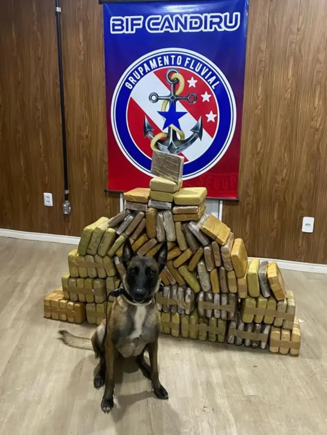 . Ísis, uma cadela da raça Pastor Belga Malinois, é hoje um dos maiores trunfos do 2º Batalhão de Missões Especiais (2º BME), em Santarém.