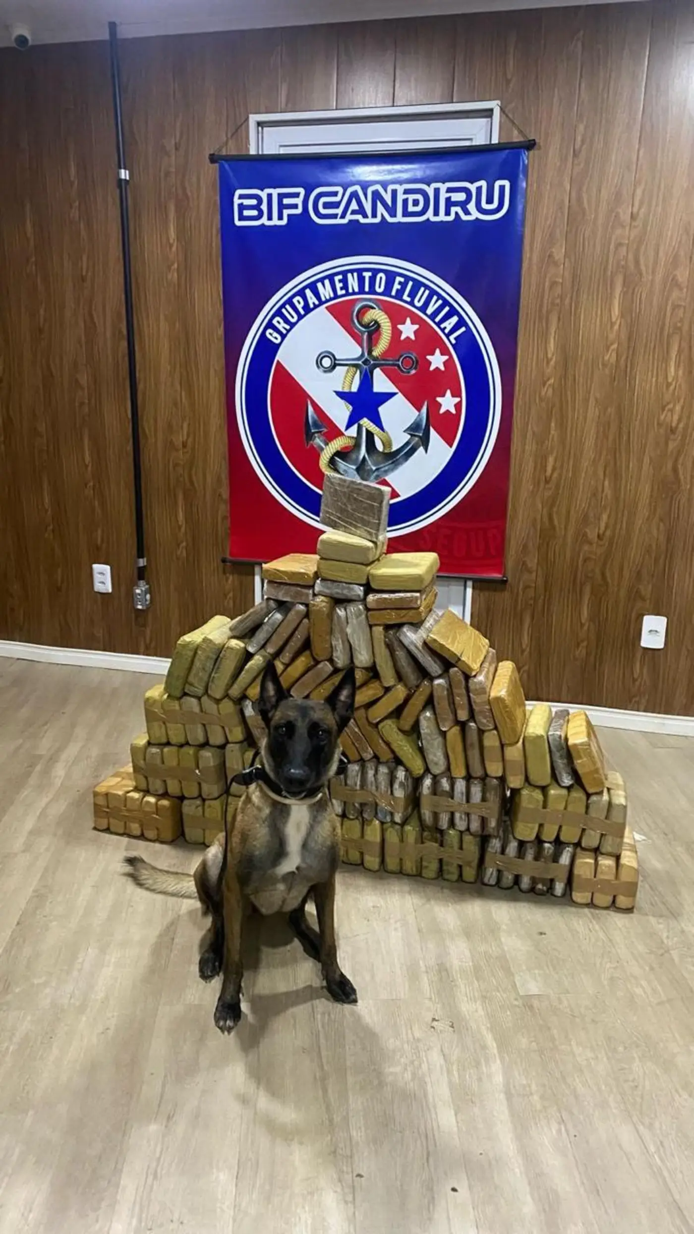 . Ísis, uma cadela da raça Pastor Belga Malinois, é hoje um dos maiores trunfos do 2º Batalhão de Missões Especiais (2º BME), em Santarém.