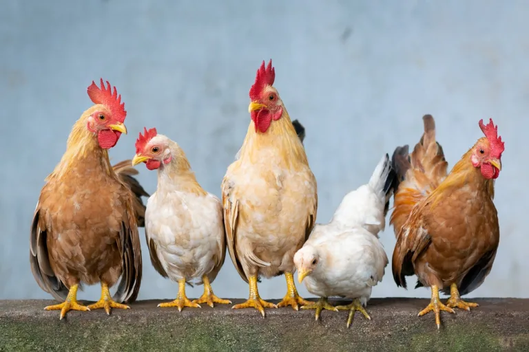 O Ministério da Agricultura e Pecuária (MAPA) confirmou nesta sexta-feira (16) o primeiro foco de gripe aviária (influenza aviária) em uma granja de aves comerciais no Brasil.
