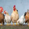 O Ministério da Agricultura e Pecuária (MAPA) confirmou nesta sexta-feira (16) o primeiro foco de gripe aviária (influenza aviária) em uma granja de aves comerciais no Brasil.