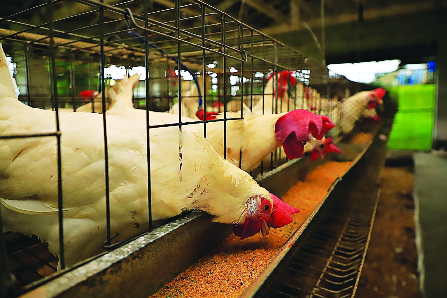O Ceará registrou o primeiro caso de gripe aviária do tipo H5N1 em aves domésticas.
