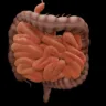 O intestino como espelho da saúde: quando o desconforto é sinal de alerta