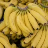 Alerta urgente: bananas correm risco real de extinção, dizem cientistas
