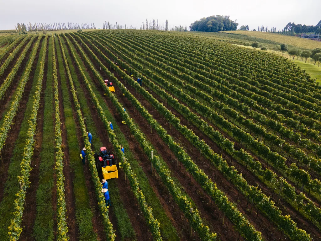 Colheita da safra de 2024 em vinhedos da Aurora em Pinto Bandeira (RS); na foto, a caixa amarela maior é a bins, que suporta até 500 quilos. Foto: Anderson Pagani
