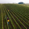 Colheita da safra de 2024 em vinhedos da Aurora em Pinto Bandeira (RS); na foto, a caixa amarela maior é a bins, que suporta até 500 quilos. Foto: Anderson Pagani