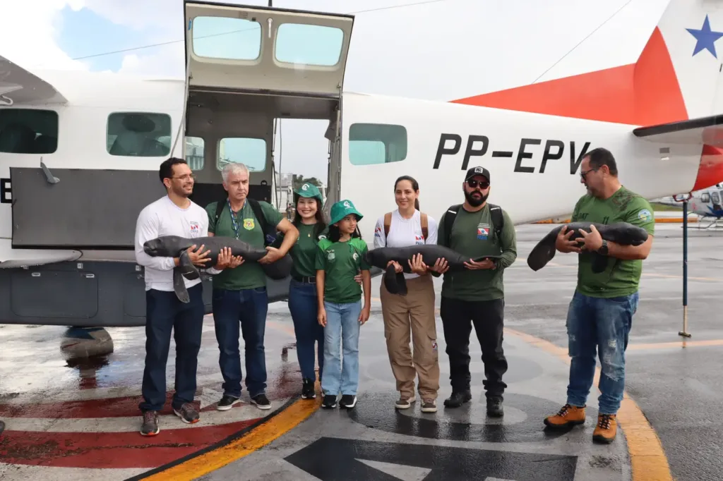 A operação foi uma ação conjunta da Semas com diversos órgãos ambientais e instituições não governamentais
A operação foi uma ação conjunta da Semas com diversos órgãos ambientais e instituições não governamentais