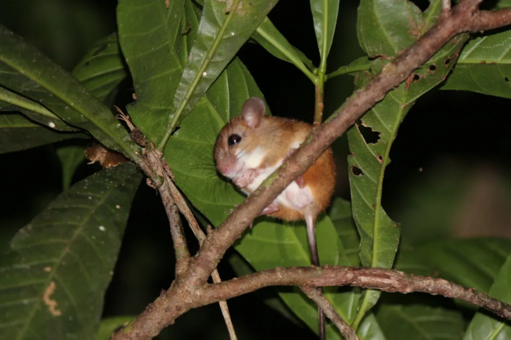 mucuras e pequenos roedores são verdadeiros guardiões da floresta.
