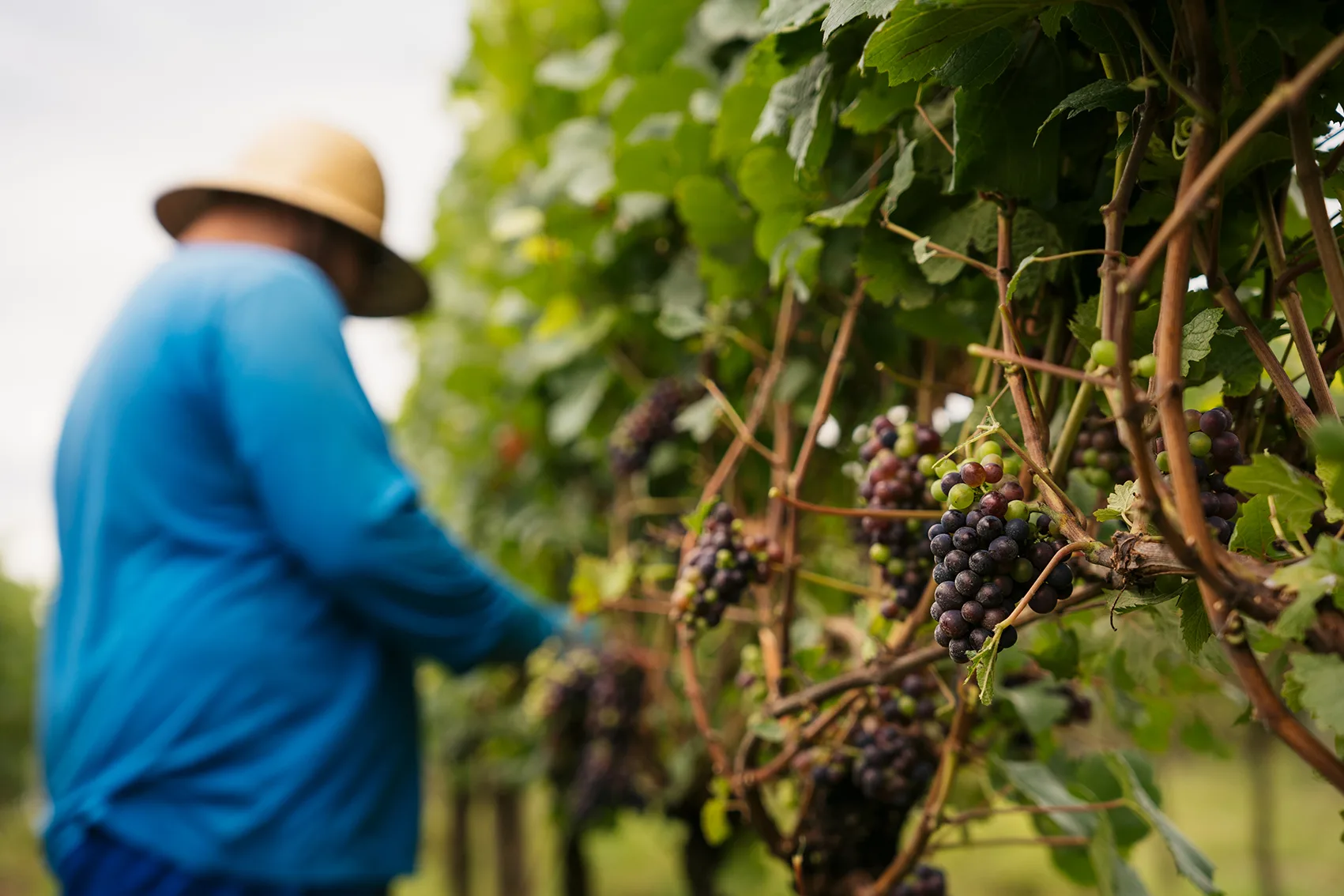 No coração da Serra Gaúcha está a Vinícola Aurora, que produz um dos vinhos icônicos do País. Fundada em 1931 por 16 famílias de imigrantes italianos, a vinícola mantém até hoje o espírito cooperativista que a originou.