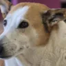 De cão de campus a estrela nacional: o que vem agora para Silveira, o reitor de quatro patas?