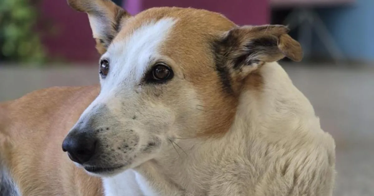 De cão de campus a estrela nacional: o que vem agora para Silveira, o reitor de quatro patas?