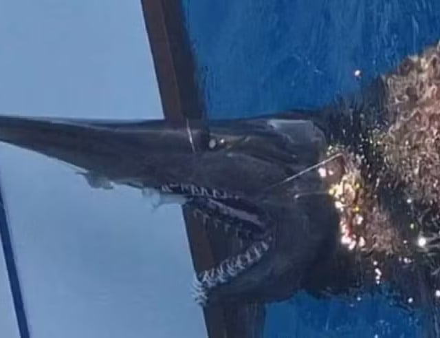 Tubarão-duende assusta pescadores nas Ilhas Canárias com aparência 'alienígena'