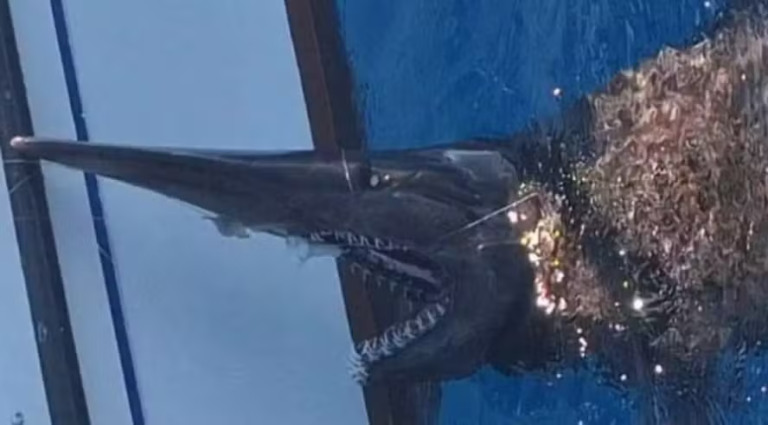 Tubarão-duende assusta pescadores nas Ilhas Canárias com aparência 'alienígena'