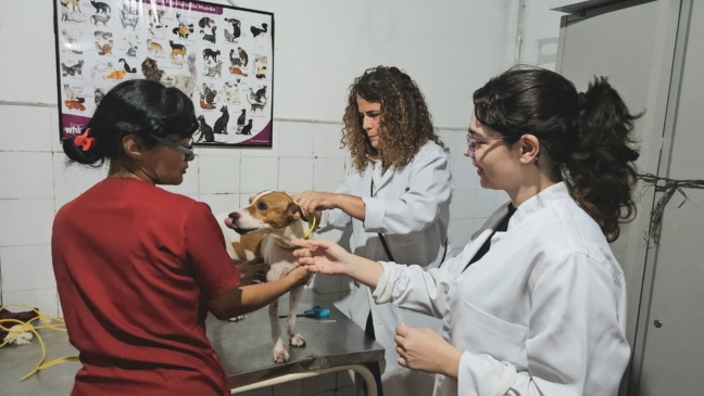 A ação integra as atividades do projeto Medicina Veterinária do Coletivo, que atua no resgate, tratamento e adoção de animais errantes e abandonados. Foto: Divulgação