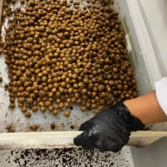 A iniciativa propõe a produção de embalagens biodegradáveis a partir de amido de mandioca e caroço de açaí, dois elementos simbólicos da cultura e agricultura do Pará