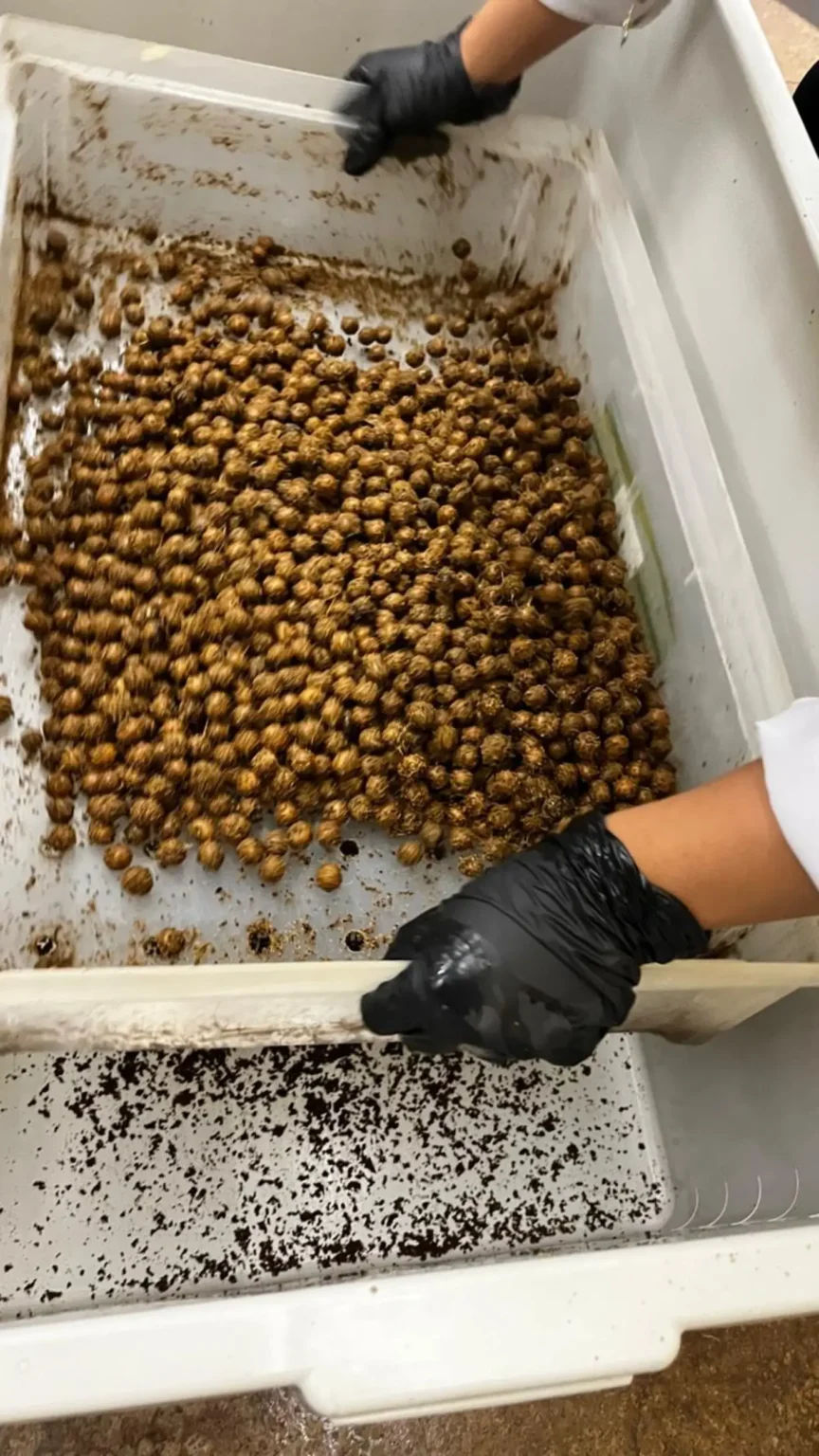 A iniciativa propõe a produção de embalagens biodegradáveis a partir de amido de mandioca e caroço de açaí, dois elementos simbólicos da cultura e agricultura do Pará