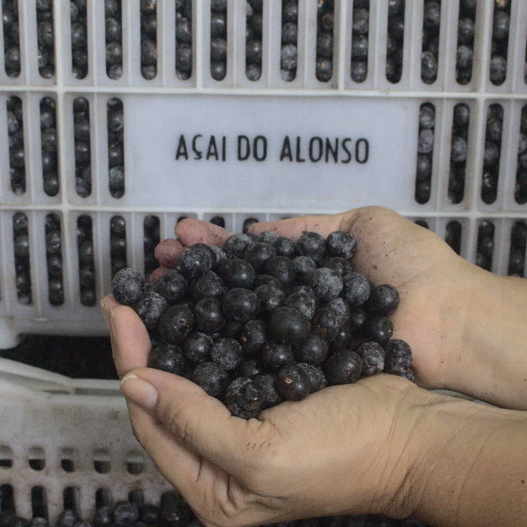 Fruto sagrado amazônico, açaí alimenta, gera renda e move a sociobioeconomia