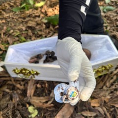 A descoberta do corpo de um recém-nascido, já sem vida, em um terreno baldio na cidade de Soure, na Ilha do Marajó, motivou uma investigação da Polícia Civil