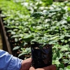 Áreas de operação da Hydro em Barcarena ampliam cobertura vegetal para mais de 3.200 hectares