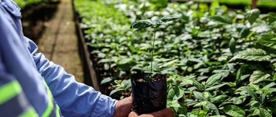 Áreas de operação da Hydro em Barcarena ampliam cobertura vegetal para mais de 3.200 hectares