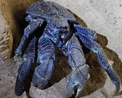 Caranguejo gigante reaparece em ilha remota da Índia após mais de um século