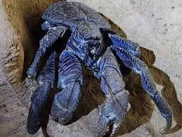 Caranguejo gigante reaparece em ilha remota da Índia após mais de um século