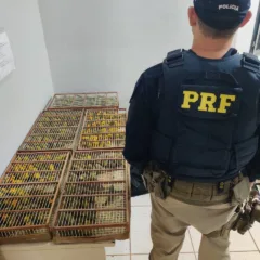 PRF resgata 250 pássaros silvestres transportados ilegalmente em Altamira (PA)