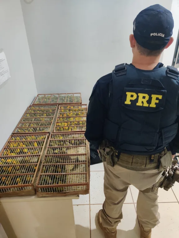 PRF resgata 250 pássaros silvestres transportados ilegalmente em Altamira (PA)