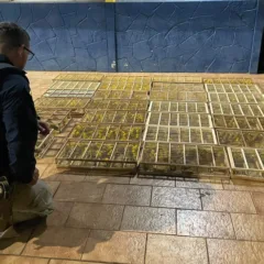PRF flagra transporte ilegal de 700 aves no sudoeste do Pará