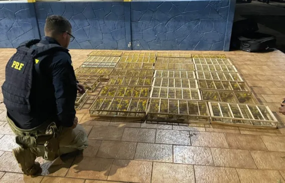 PRF flagra transporte ilegal de 700 aves no sudoeste do Pará