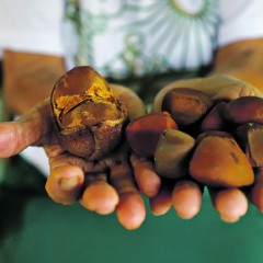 O DIÁRIO foi até a Ilha do Combu entender como funciona o processo de extração do óleo de andiroba, usado pela medicina tradicional da região. Processo envolve tradição, união e força das mulheres