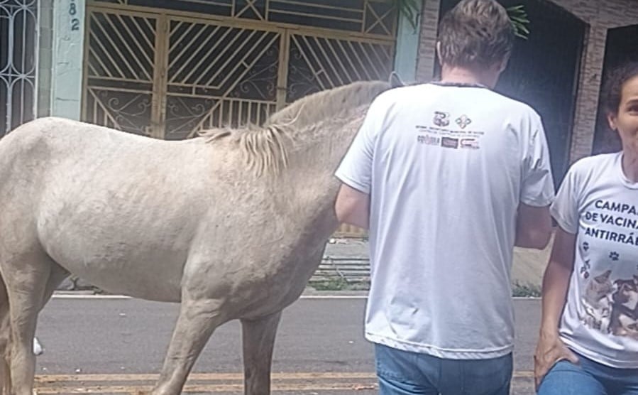 O resgate aconteceu na manhã desta segunda-feira (9) e foi feita por equipe da Secretaria Municipal de Proteção e Defesa Animal (Sepda). Foto: Reprodução